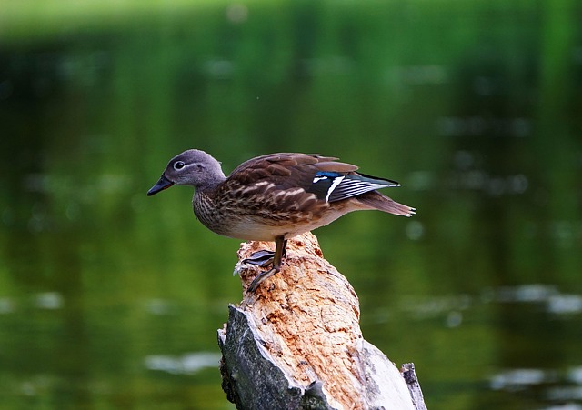 Bliv en mester: Sådan træner du din hjerne med krydsord