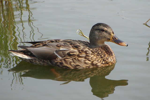 Krydsordstræning: Øvelser der gør dig skarpere